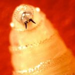 Fruit fly on a leaf close up