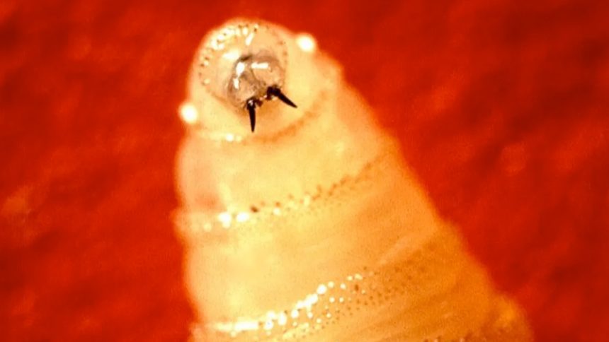Fruit fly on a leaf close up