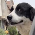 honey the dog viral tiktok