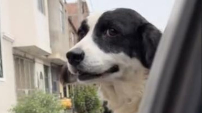 honey the dog viral tiktok
