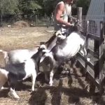 infected deer, squirrels and rabbits