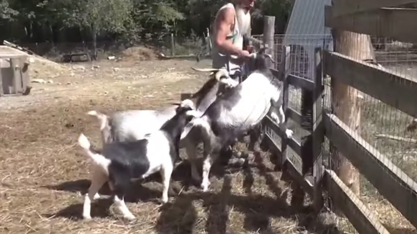 infected deer, squirrels and rabbits