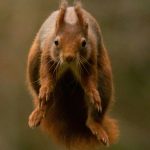 infected deer, squirrels and rabbits