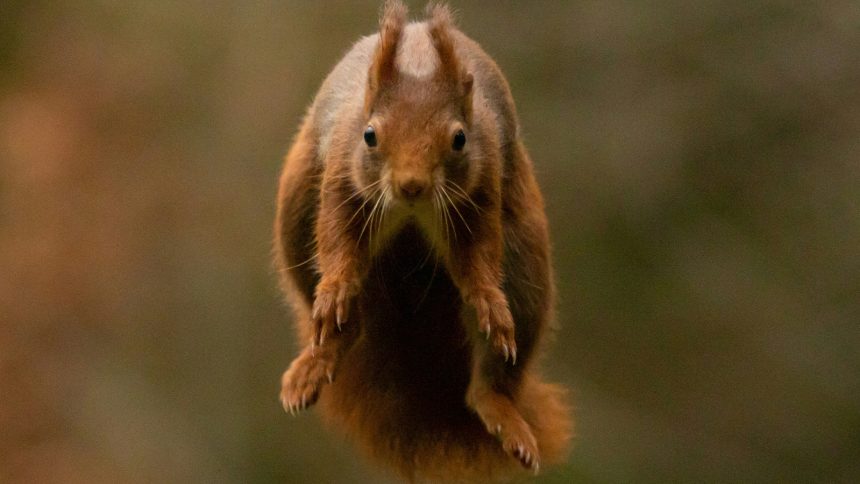 infected deer, squirrels and rabbits