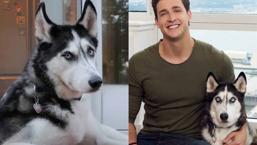 father son dogs