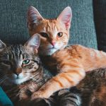 A cat and a puppy lie together in the grass.