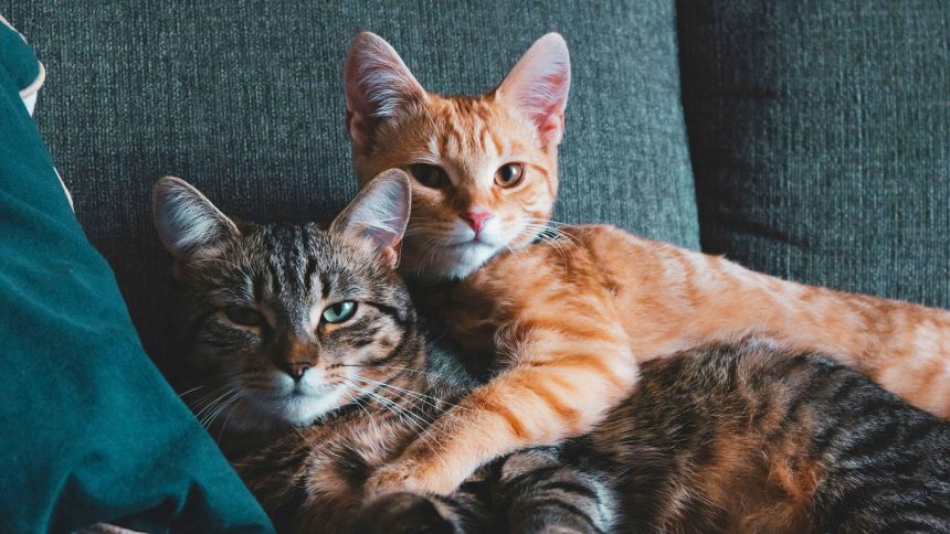A cat and a puppy lie together in the grass.