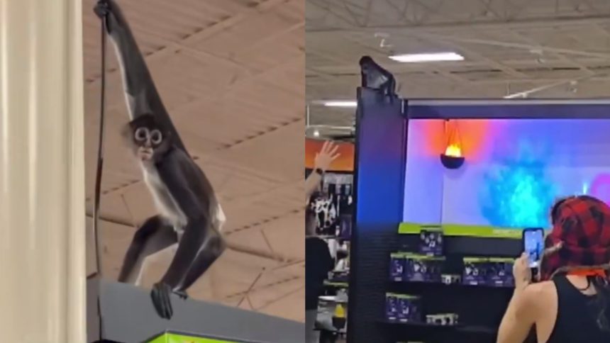 Teen screams in Primate.