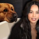 Valkyrae and Cinna crying on stream while talking to camera