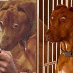 AIAnimalDivingTrend