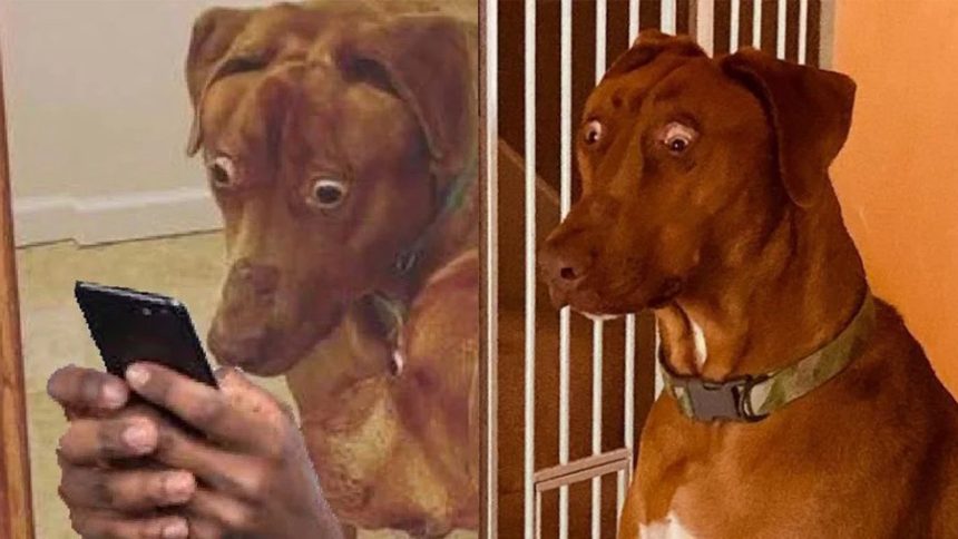 AIAnimalDivingTrend