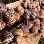 louvre museum shut down