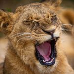 Parinya Parkpoom and his pet lion smiling