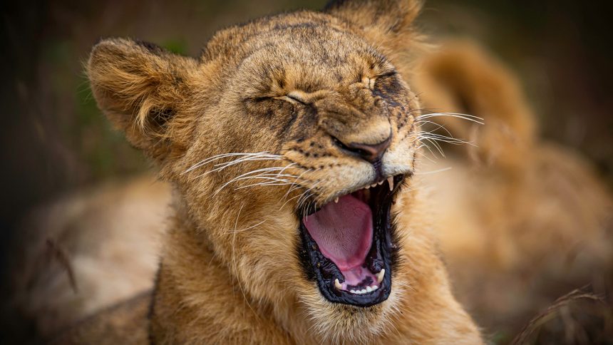 Parinya Parkpoom and his pet lion smiling