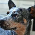 Wu Qi with a border collie.