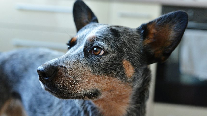 Wu Qi with a border collie.