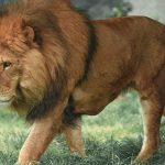 Deputy Miller and Eeyore the dog.