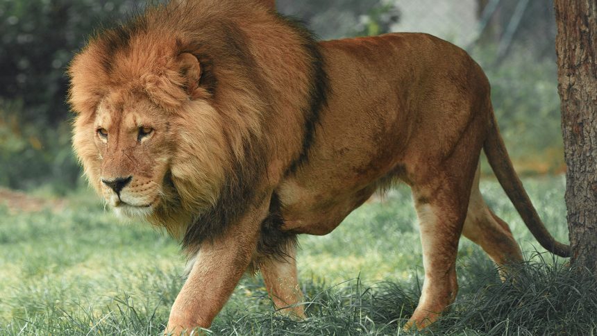 Deputy Miller and Eeyore the dog.