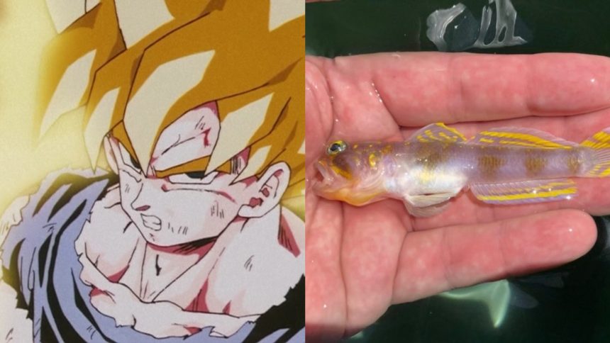 New fish species named after Goku’s Dragon Ball Z Super Saiyan transformation