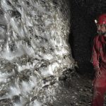 A tiger in the jungle.