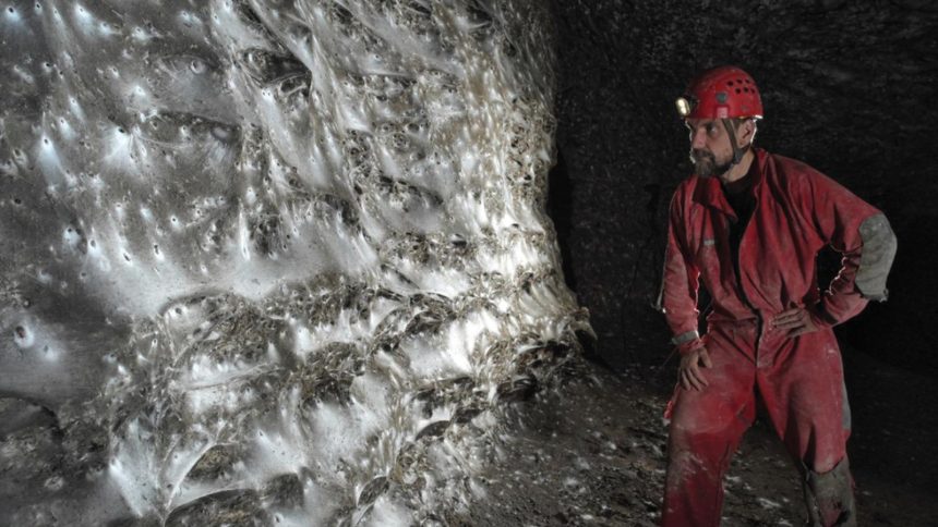 A tiger in the jungle.