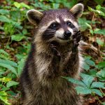 The Xenomorph in Episode 7 of Alien: Earth