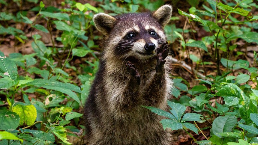 The Xenomorph in Episode 7 of Alien: Earth