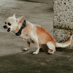 The Xenomorph in Episode 7 of Alien: Earth