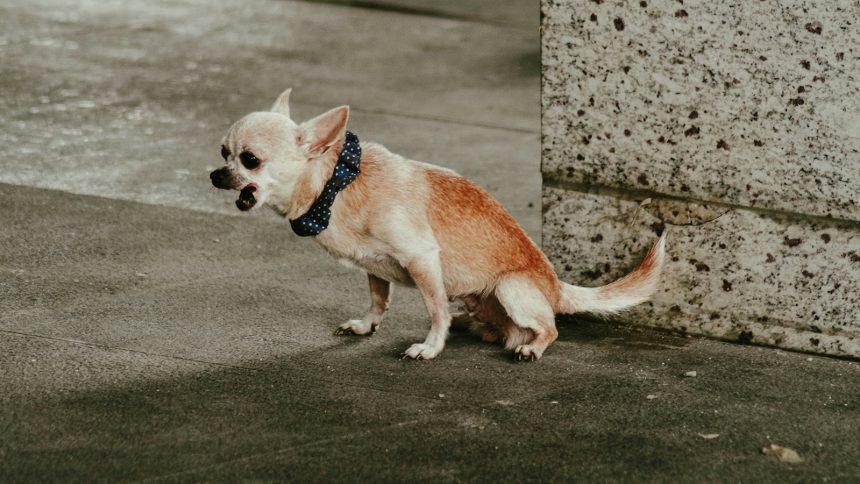 The Xenomorph in Episode 7 of Alien: Earth