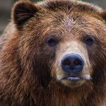 money on the loose in spirit halloween