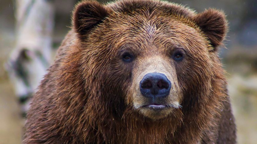 money on the loose in spirit halloween