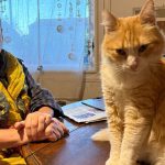 A cat and a puppy lie together in the grass.