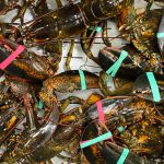 live lobsters at grocery store