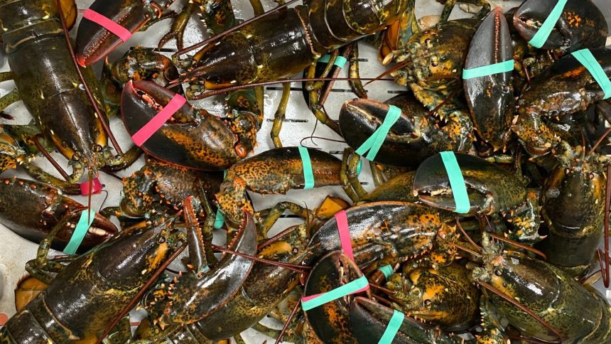 live lobsters at grocery store