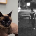 Amazon Driver Fired after stealing cat