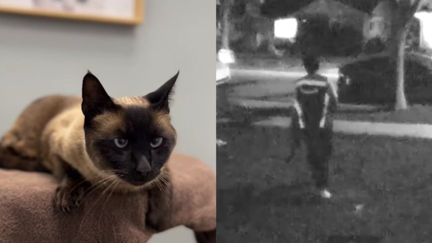 Amazon Driver Fired after stealing cat