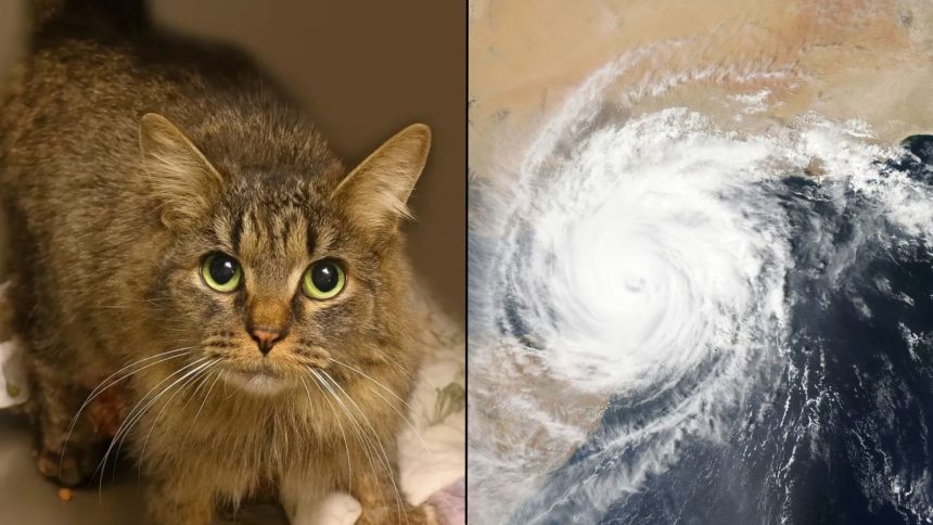 Car looking at camera alongside Hurricane from space