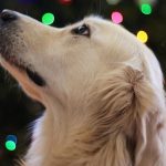 Dog next to a Christmas tree
