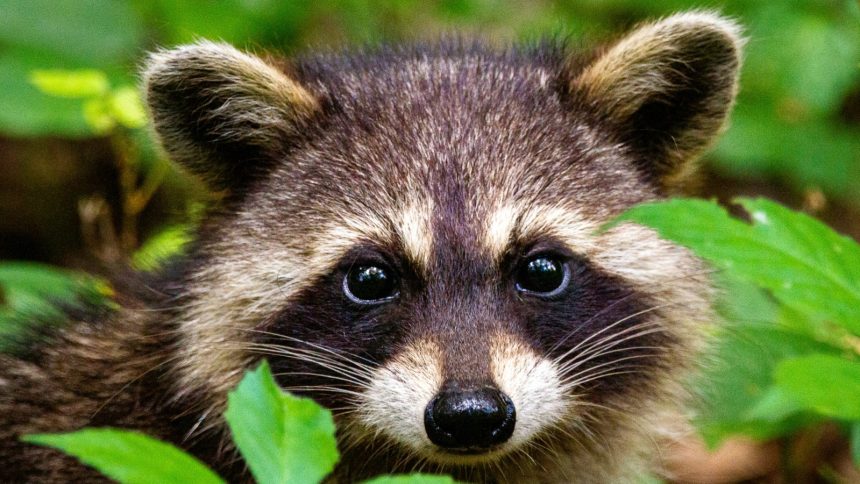 Remi the cat looking extremely guilty as his owner looks exhausted by his antics in the background.
