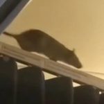rat on flight