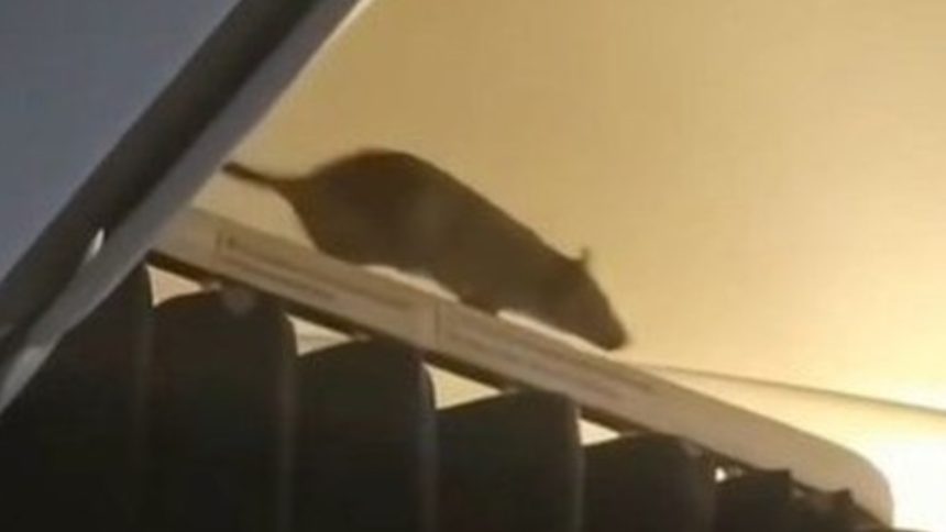 rat on flight