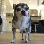 mr marbles jenna julien