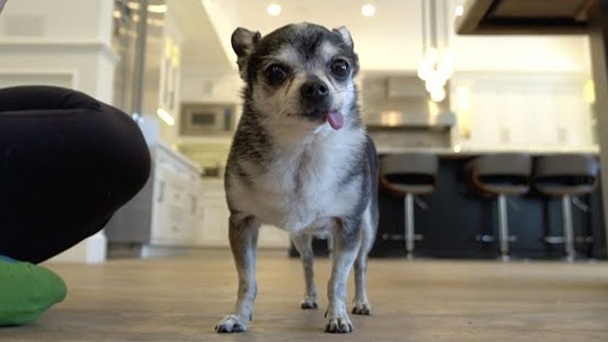 mr marbles jenna julien