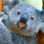A photo of a Koala in a eucalyptus tree.