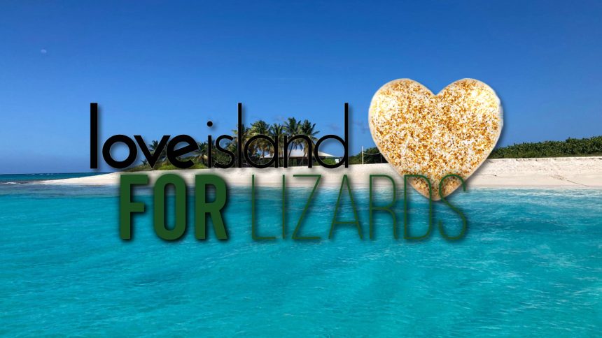 love island for lizards