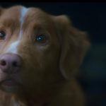 Over 43k people sign petition urging the Oscars to honor ‘Good Boy’ dog Indy