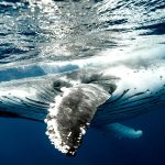 stock photo of whale