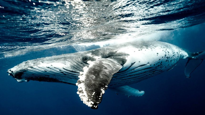 stock photo of whale