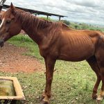 Umamusume fans save sick racehorse’s life from slaughterhouse