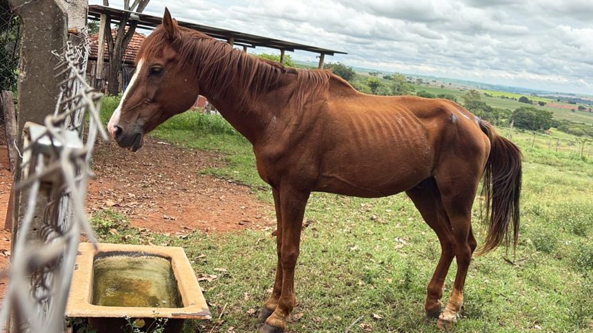 Umamusume fans save sick racehorse’s life from slaughterhouse